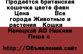 Продаётся британская кошечка цвета фавн › Цена ­ 10 000 - Все города Животные и растения » Кошки   . Ненецкий АО,Нижняя Пеша с.